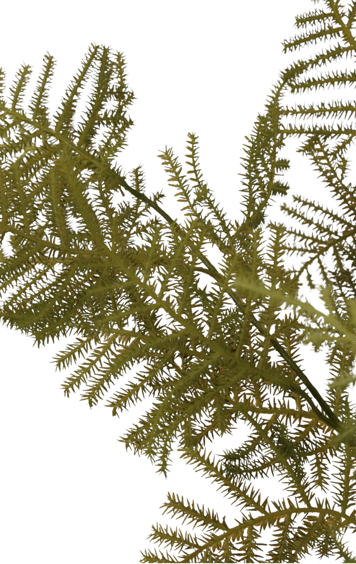 Kunsttak Asparagus Faye